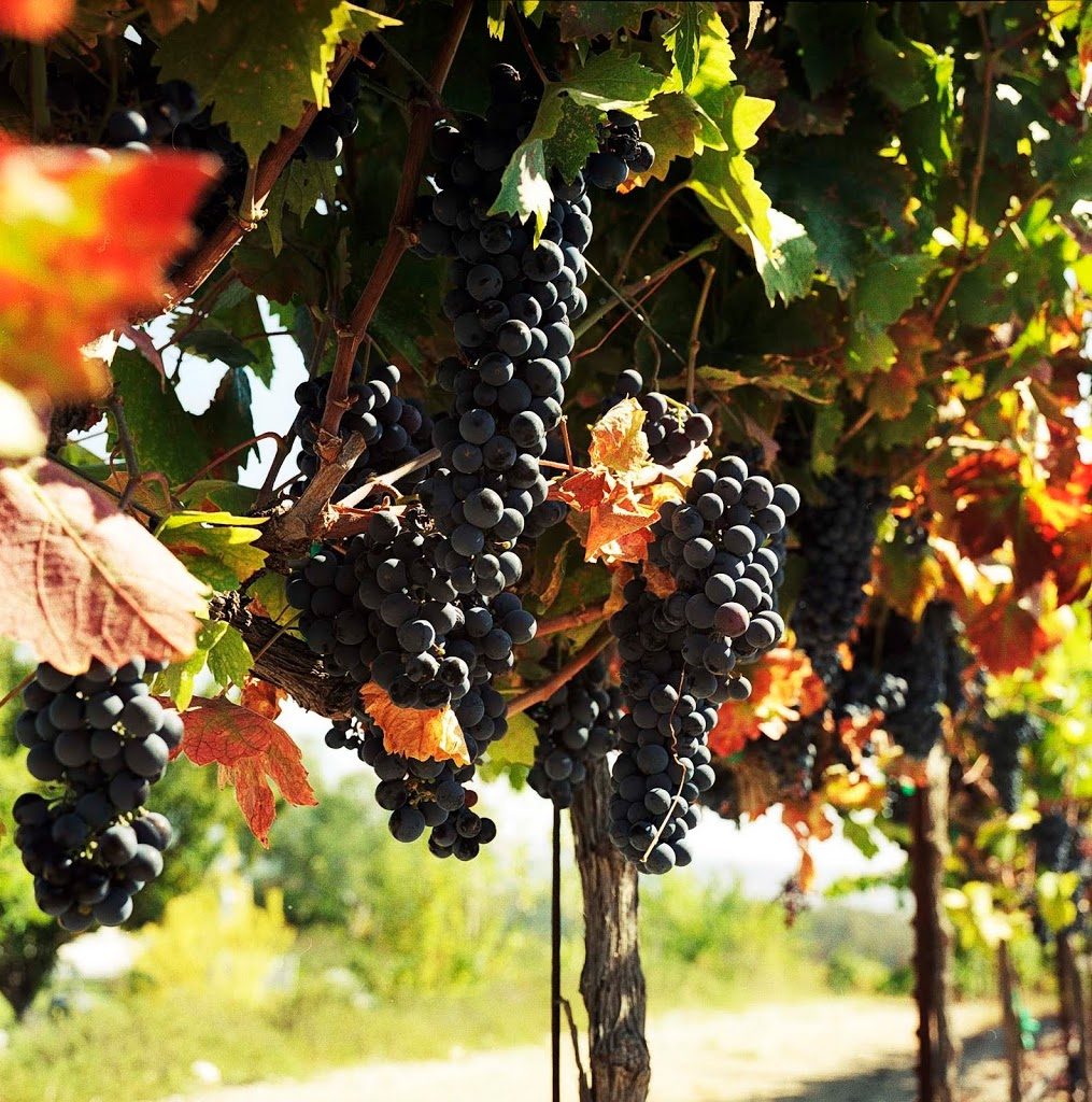 Finger Lakes Wine Grapes