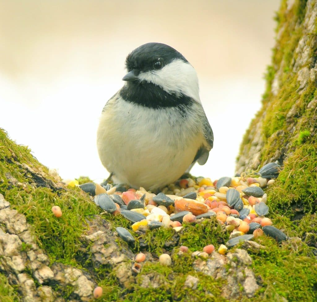 The Finger Lakes: A Perfect NY Location for Birding 4