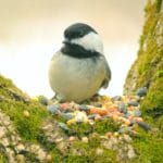 bird-chickadee_93022