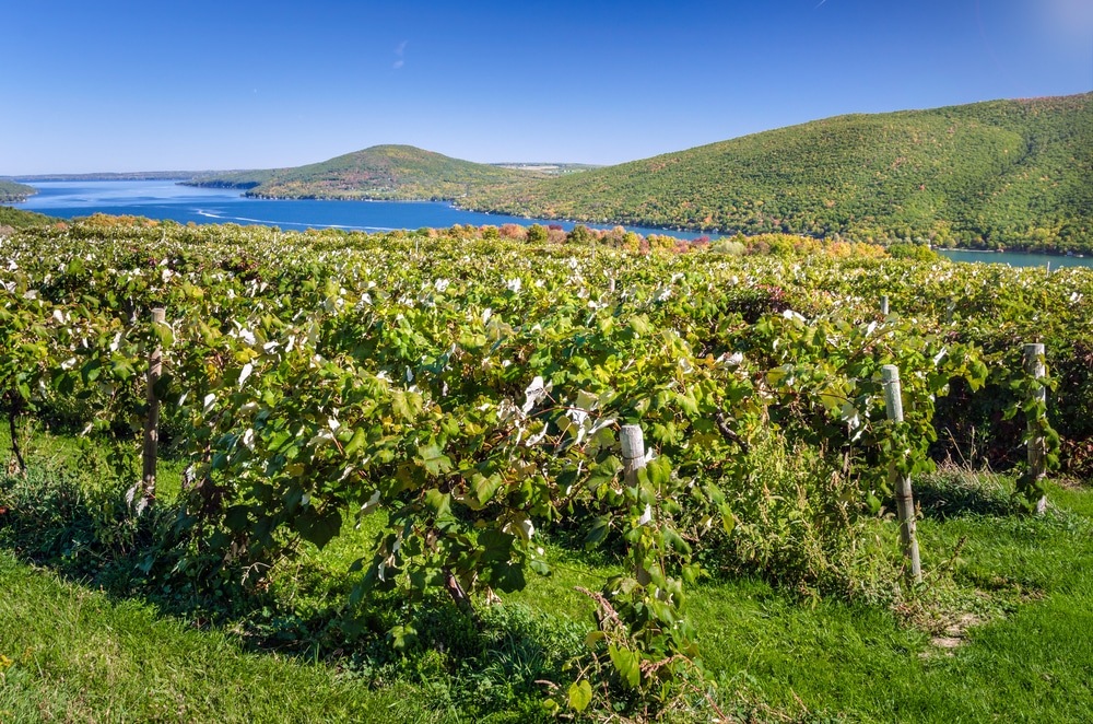 Finger Lakes wine tours 