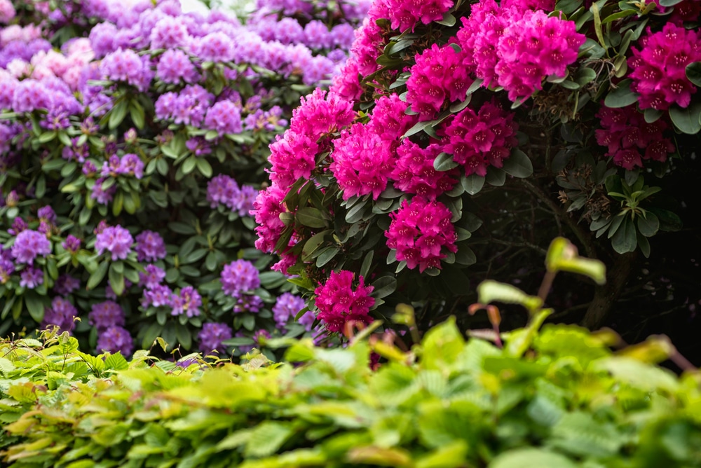 Cornell Botanic Gardens