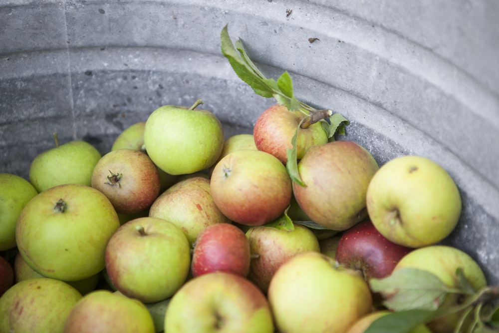 Finger Lakes Cider House