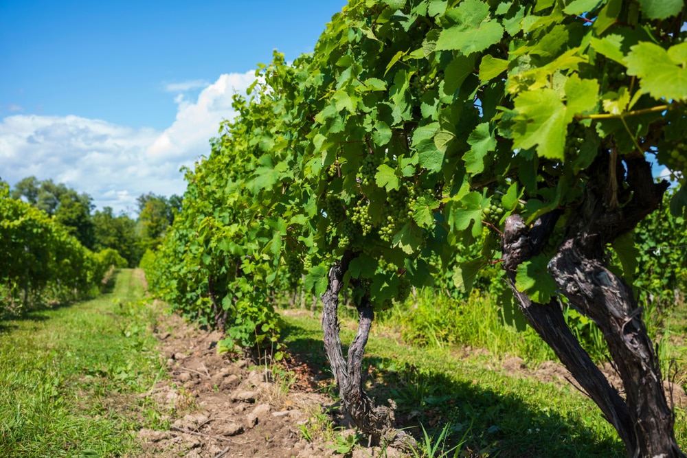 Sheldrake Point Winery