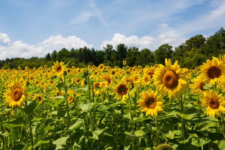 Getaways in Upstate New York, photo of a field of sunflowers