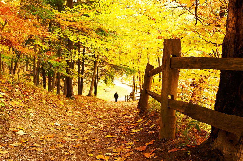 Where to Find the Best Finger Lakes Fall Foliage, photo of letchworth state park