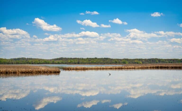 Birdwatching & Hiking at Montezuma National Wildlife Refuge/Finger Lakes Wineries Along the Way near our bed and breakfast