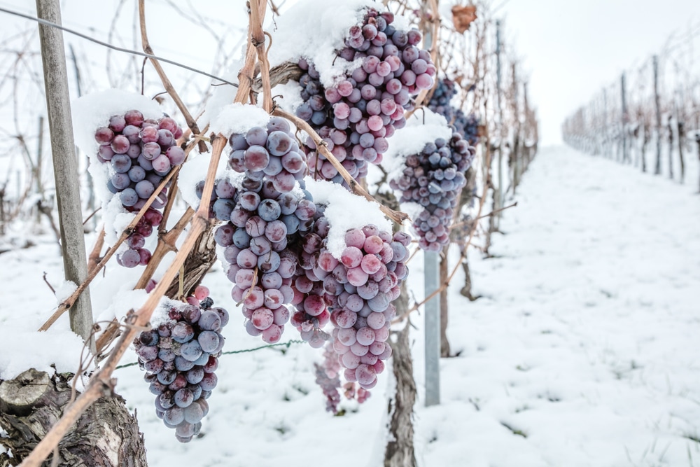 what is ice wine? learn more about the best ice wines in the finger lakes