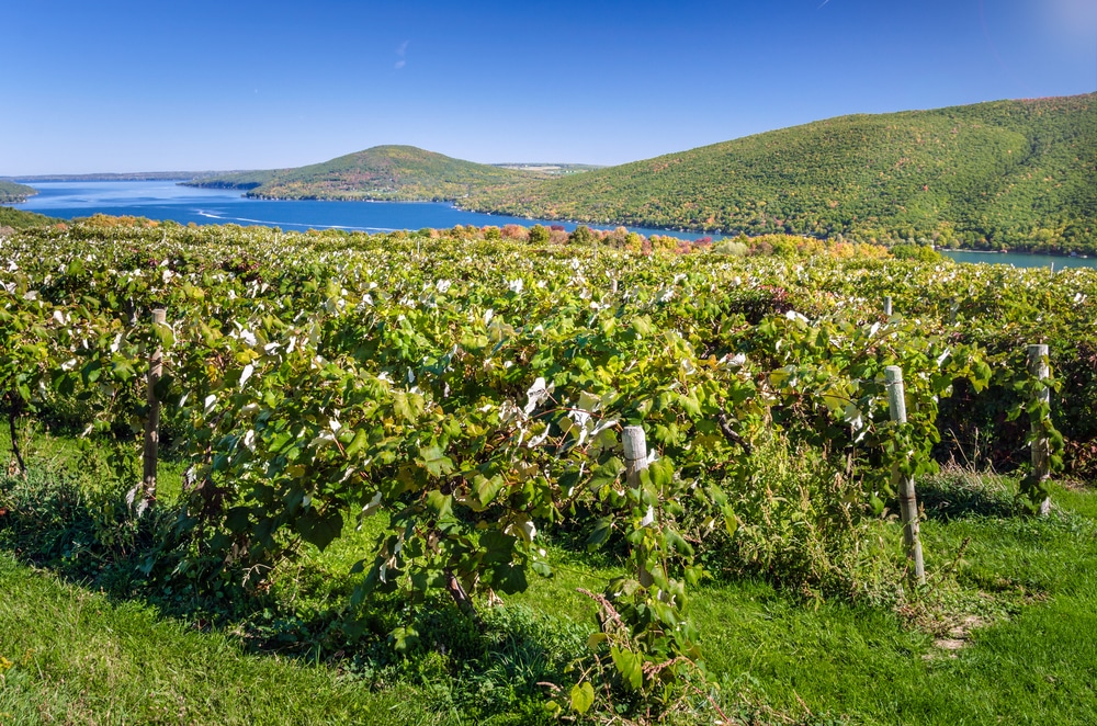 Visit Hosmer Winery / More Stops on the Cayuga Lake Wine Trail
