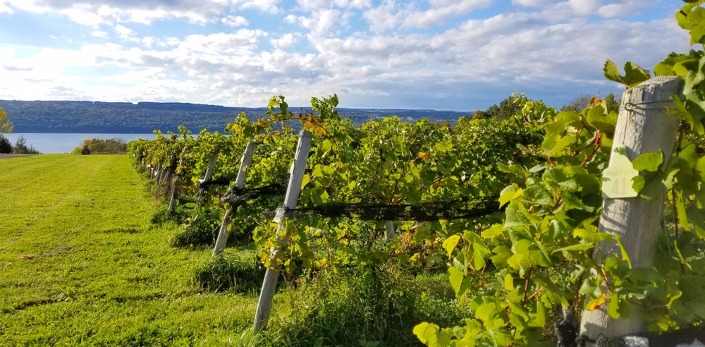Fox Run Vineyards