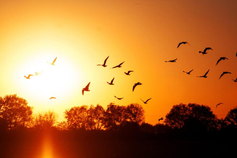 Our Blog 88 Migrating birds at sunset, silhouette of birds and trees. Montezuma National Wildlife Refuge