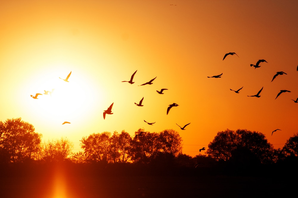 Fall at Montezuma National Wildlife Refuge 1 Migrating birds at sunset, silhouette of birds and trees. Montezuma National Wildlife Refuge