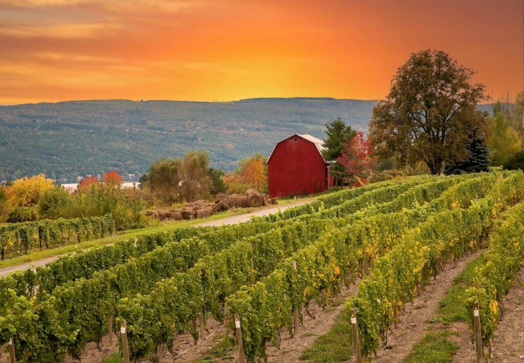 Sunset over a beautiful vineyard at one of the best Finger Lakes wineries