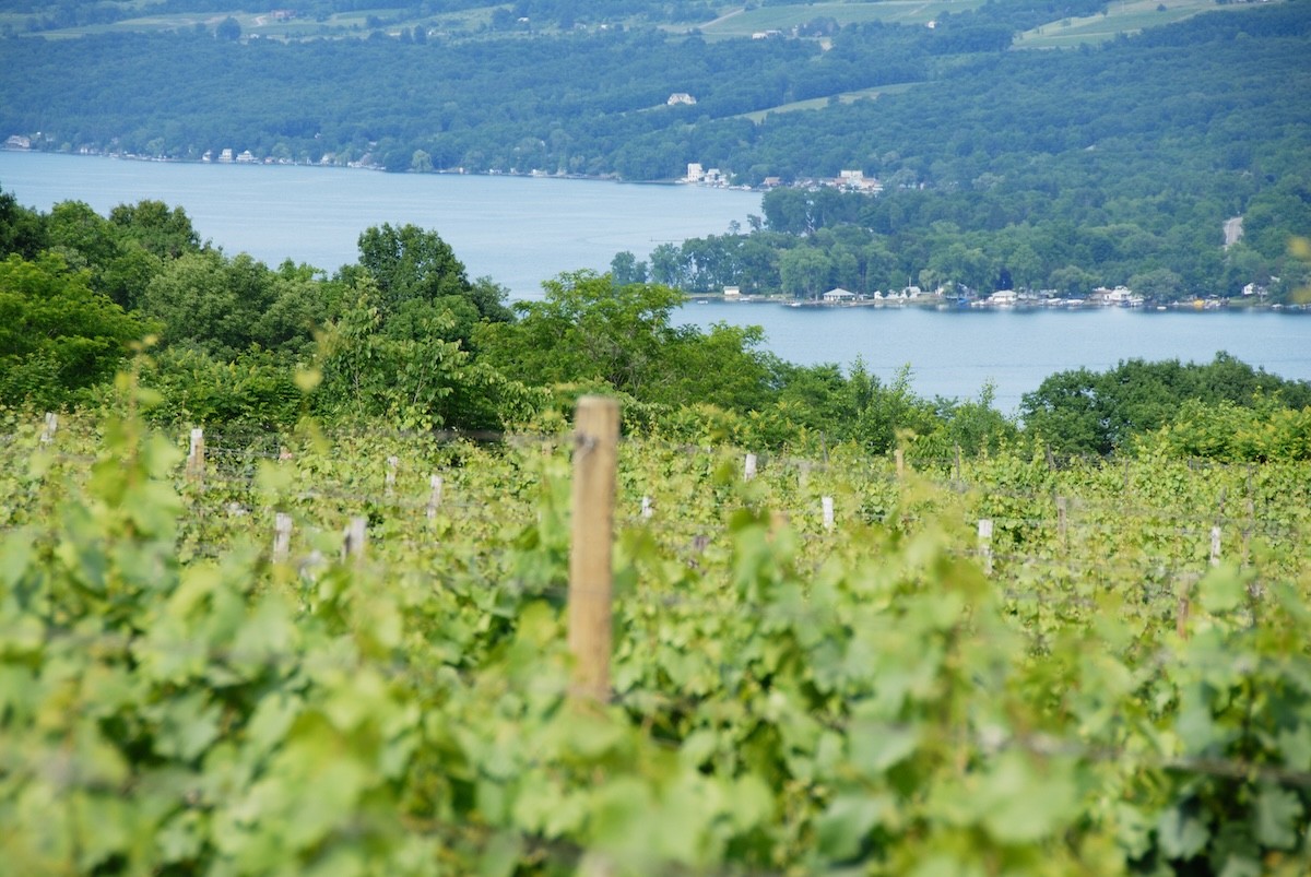 View from one of the Finger Lakes wineries on Cayuga Lake