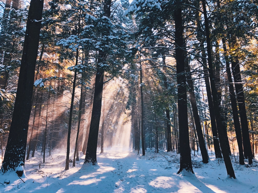 Finger Lakes National Forest covered in snow