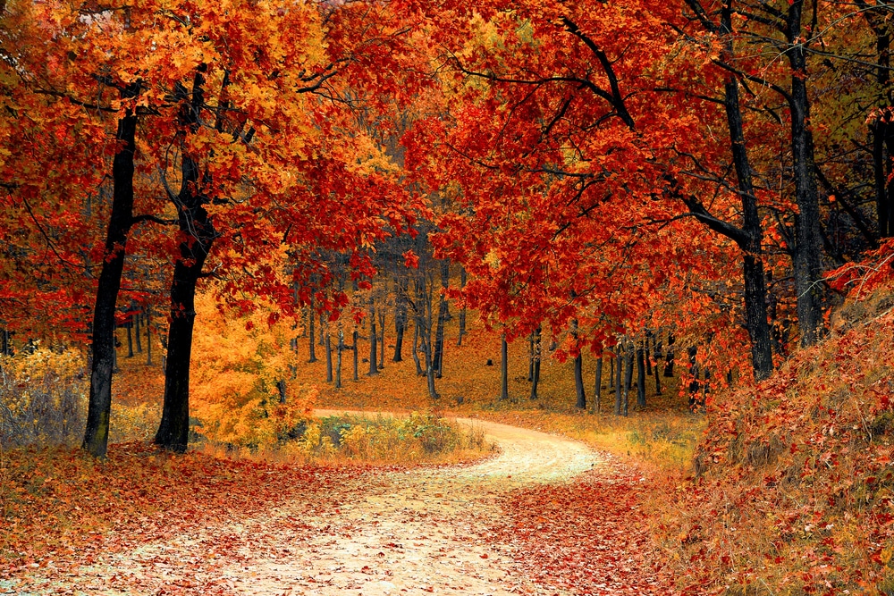 Finger Lakes Fall Foliage