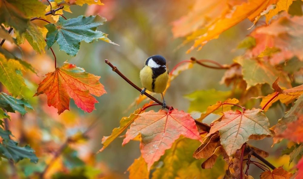 A tit bird sits among colorful fall foliage in Upstate NY Montezuma National Wildlife Refuge